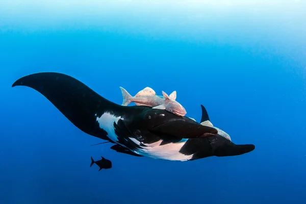 Zwarte Manta Ray in Islas Revillagigedos, Mexico — Stockfoto