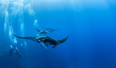 Bir Manta Ray Islas Revillagigedos, Meksika, tüplü dalış sırasında resmi gösterir