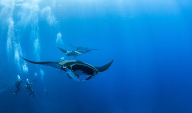 Picture shows a Manta Ray during a scuba dive at Islas Revillagigedos, Mexico clipart