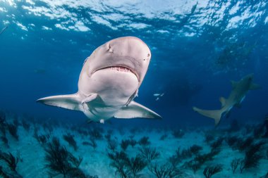 Limon köpekbalığı bir tüplü dalış sırasında