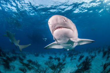 Limon köpekbalığı bir tüplü dalış sırasında