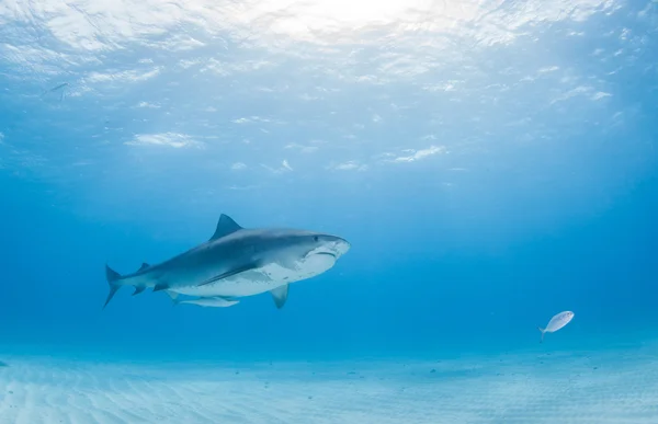 Tiger shark στις Μπαχάμες — Φωτογραφία Αρχείου