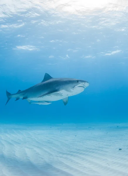 Tiger shark op Bahama 's — Stockfoto