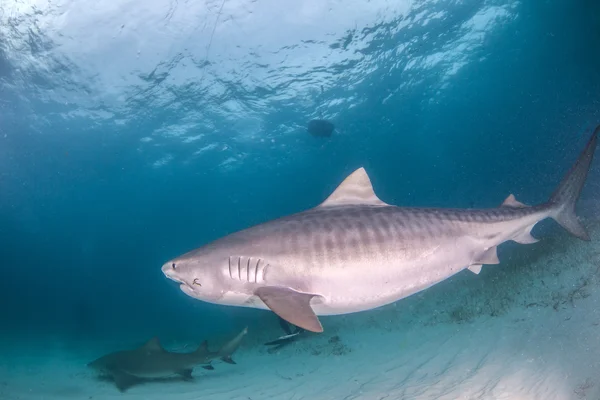 Tiger shark na Bahamy — Zdjęcie stockowe