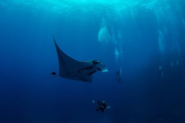 Resim Meksika 'daki Isla Revillagigedos' ta bir Manta Ray 'i gösteriyor.
