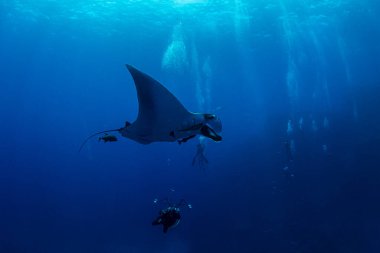 Resim Meksika 'daki Isla Revillagigedos' ta bir Manta Ray 'i gösteriyor.