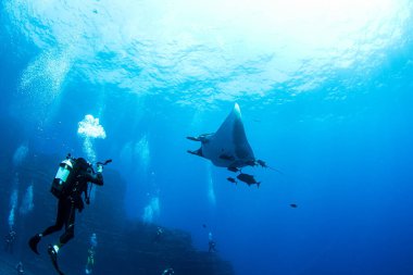 Resim Meksika 'daki Isla Revillagigedos' ta bir Manta Ray 'i gösteriyor.