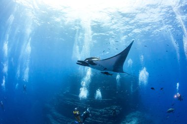 Resim Meksika 'daki Isla Revillagigedos' ta bir Manta Ray 'i gösteriyor.