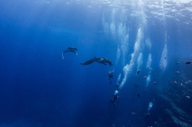 Resim Meksika 'daki Isla Revillagigedos' ta bir Manta Ray 'i gösteriyor.