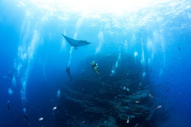 Resim Meksika 'daki Isla Revillagigedos' ta bir Manta Ray 'i gösteriyor.