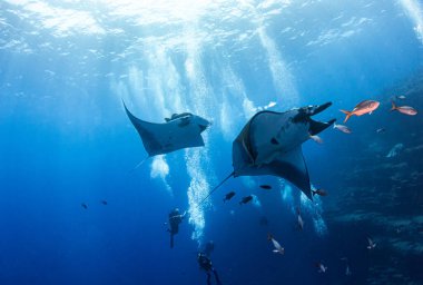 Resim Meksika 'daki Isla Revillagigedos' ta bir Manta Ray 'i gösteriyor.