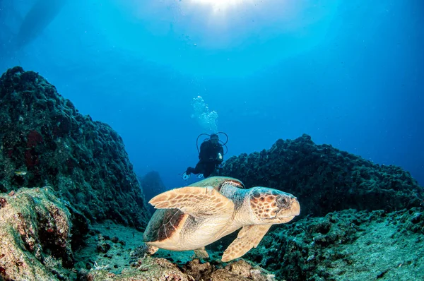 Immagine Mostra Una Tartaruga Durante Immersione Kas Turchia — Foto Stock