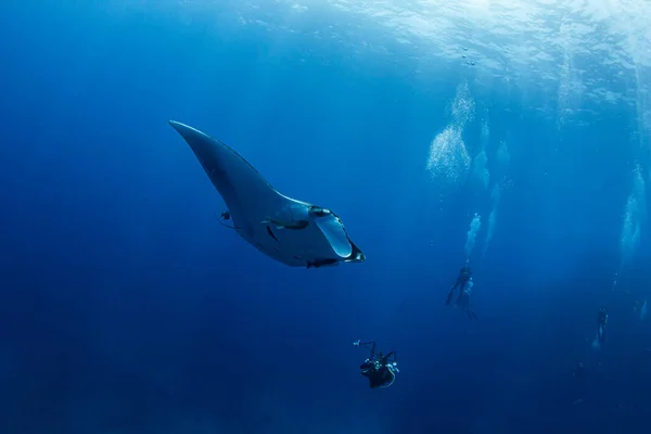 Bilden Visar Manta Ray Isla Revillagigedos Mexiko — Stockfoto