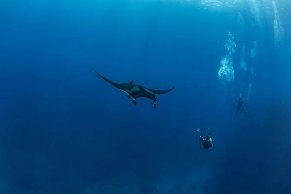 Foto Muestra Manta Ray Isla Revillagigedos México —  Fotos de Stock