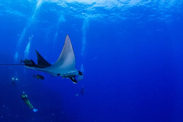 Bilden Visar Manta Ray Isla Revillagigedos Mexiko — Stockfoto