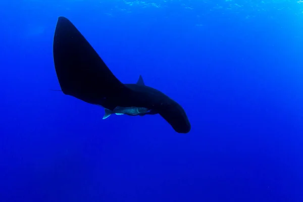 Picture Shows Black Manta Ray Islas Revillagigedos Mexico — Stock Photo, Image