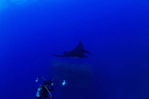 Picture Shows Black Manta Ray Islas Revillagigedos Mexico — Stock Photo, Image