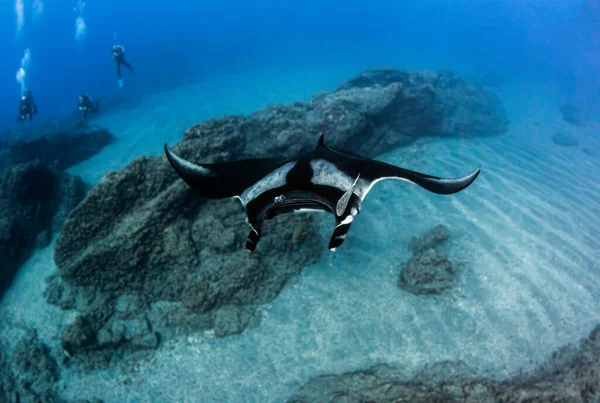 Bilden Visar Manta Ray Isla Revillagigedos Mexiko — Stockfoto