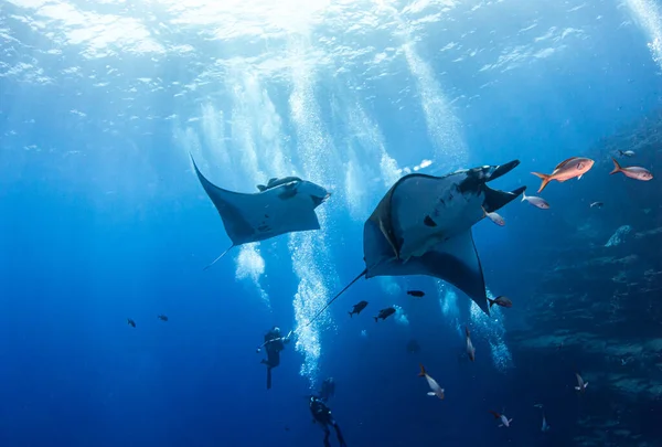 Foto Muestra Manta Ray Isla Revillagigedos México —  Fotos de Stock