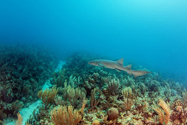 Photo Montrant Une Infirmière Requin Lors Une Plongée Sous Marine — Photo