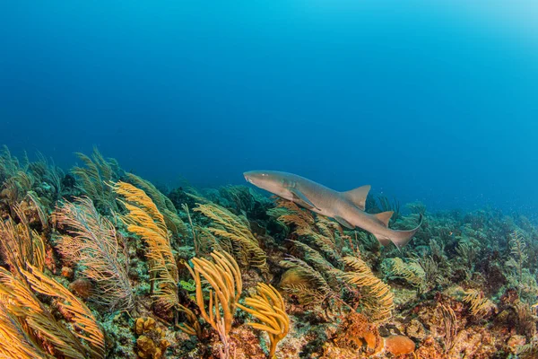 Immagine Mostra Uno Squalo Infermiera Durante Immersione Belize — Foto Stock