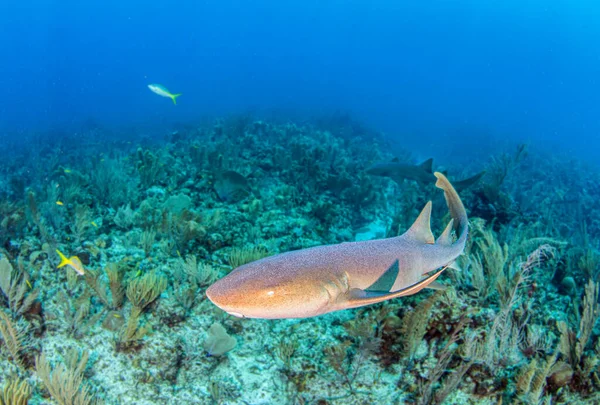 Foto Muestra Tiburón Nodriza Durante Una Inmersión Belice — Foto de Stock