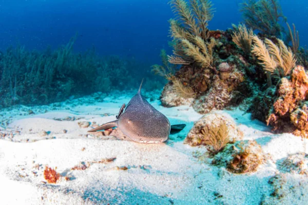 Foto Muestra Tiburón Nodriza Durante Una Inmersión Belice — Foto de Stock