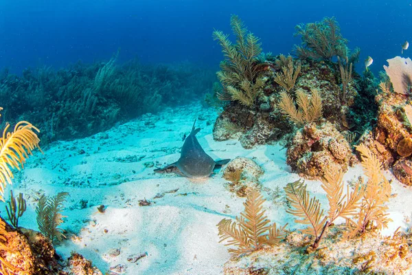 Immagine Mostra Uno Squalo Infermiera Durante Immersione Belize — Foto Stock