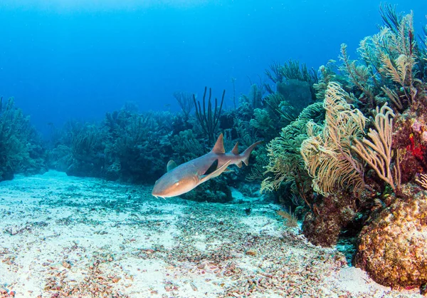 Bild Zeigt Einen Ammenhai Während Eines Tauchgangs Bei Belize — Stockfoto
