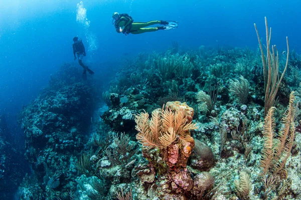 Immersioni Una Barriera Corallina Belize — Foto Stock