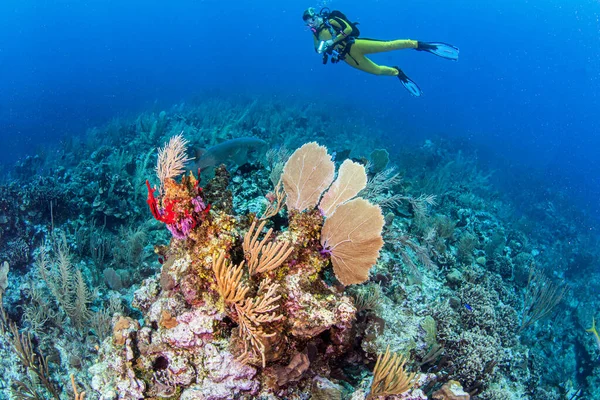 Mergulho Recife Belize — Fotografia de Stock