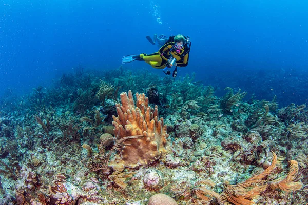 Mergulho Recife Belize — Fotografia de Stock