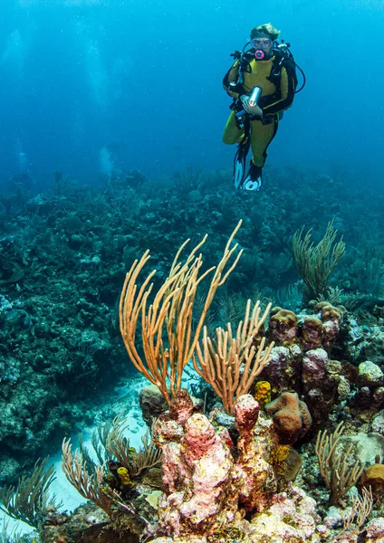 Immersioni Una Barriera Corallina Belize — Foto Stock