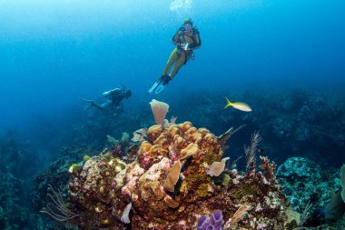 Belize 'de bir resifte tüplü dalış.