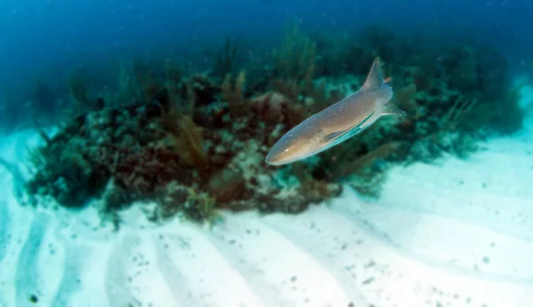 Foto Mostra Uma Enfermeira Tubarão Durante Mergulho Belize — Fotografia de Stock