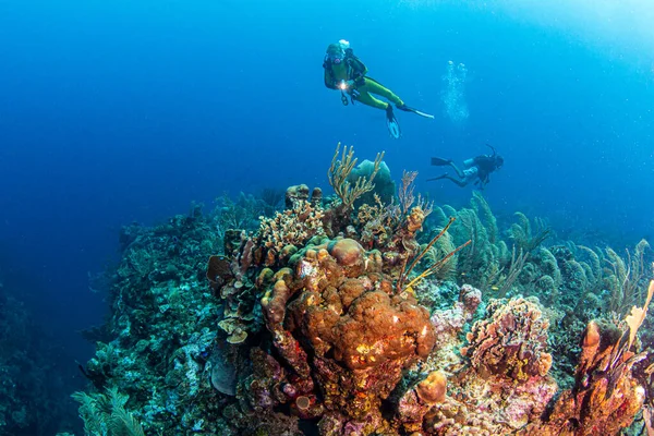 Mergulho Recife Belize — Fotografia de Stock