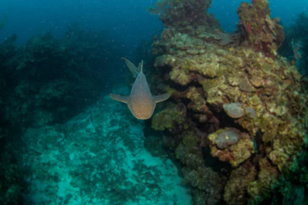 Foto Muestra Tiburón Nodriza Durante Una Inmersión Belice — Foto de Stock