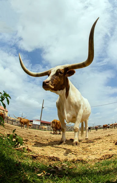 Kuvassa Longhorn Fort Worthissa Texasissa — kuvapankkivalokuva