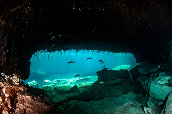 Picture was taken during Scuba diving in the Casa Cenote, Tulum, Mexico