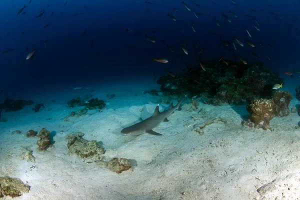 写真はココス島の白い先端のサンゴ礁のサメを示しています — ストック写真