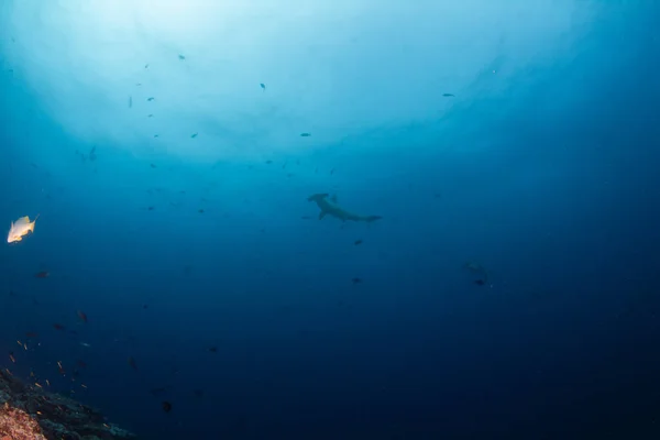 Picture Shows Hammerhead Shark Cocos Island Costa Rica — Stock Photo, Image