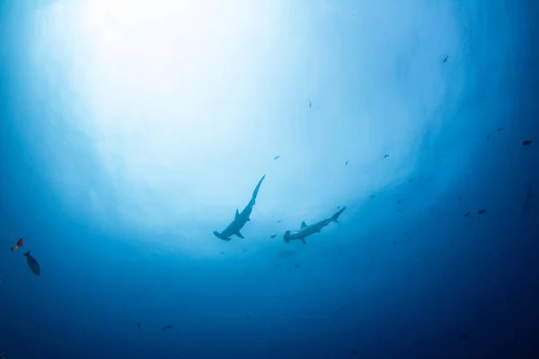 Bilden Visar Hammarhaj Cocos Island Costa Rica — Stockfoto