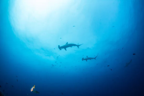 Immagine Mostra Uno Squalo Martello All Isola Cocos Costa Rica — Foto Stock