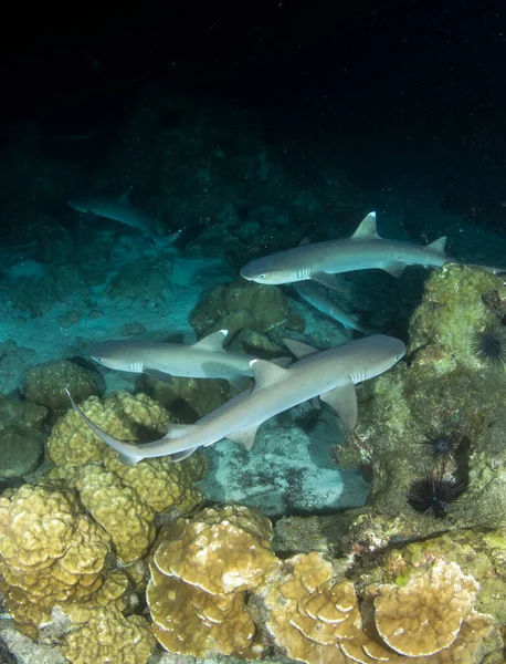 Bilden Visar Vita Spetsen Revhajar Natten Cocos Island — Stockfoto