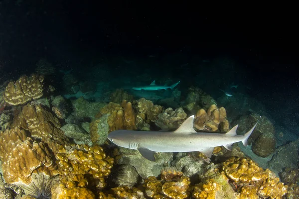 Bild Zeigt Weißspitzenriffhaie Bei Nacht Auf Cocos Island — Stockfoto