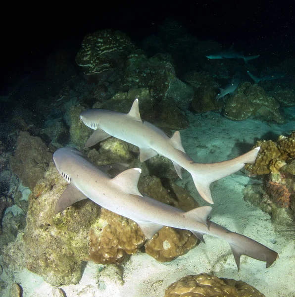 Bild Zeigt Weißspitzenriffhaie Bei Nacht Auf Cocos Island — Stockfoto