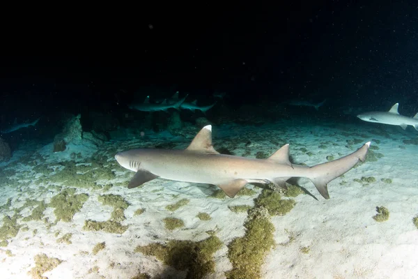 Foto Muestra Tiburones Punta Blanca Arrecife Por Noche Isla Cocos — Foto de Stock