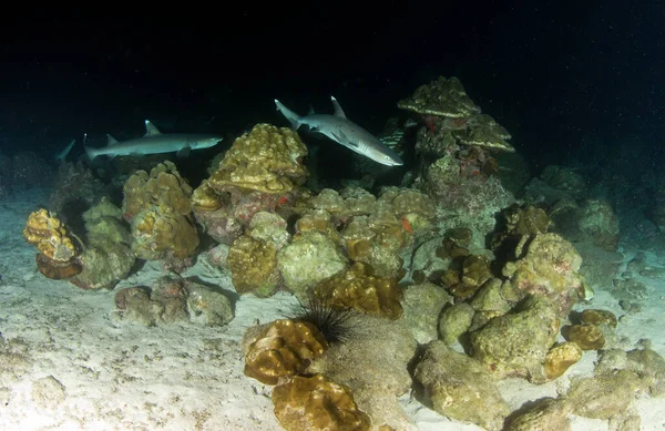 写真はココス島の夜に白い先端のサンゴ礁のサメを示しています — ストック写真