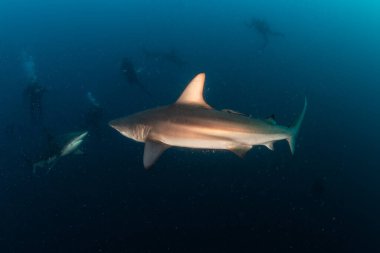 Resim Güney Afrika 'da bir Blacktip (Zambezi) Köpekbalığını gösteriyor