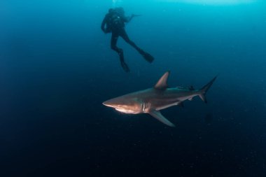 Resim Güney Afrika 'da bir Blacktip (Zambezi) Köpekbalığını gösteriyor